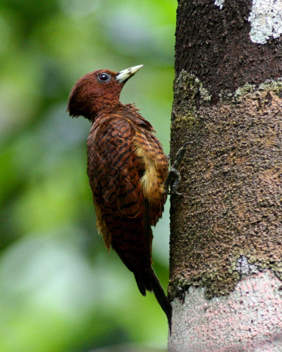 Waved Woodpecker (Scale-breasted) - ML73006461