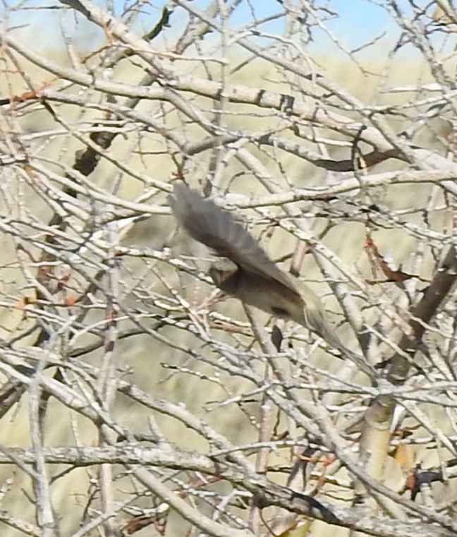 American Tree Sparrow - ML73007221