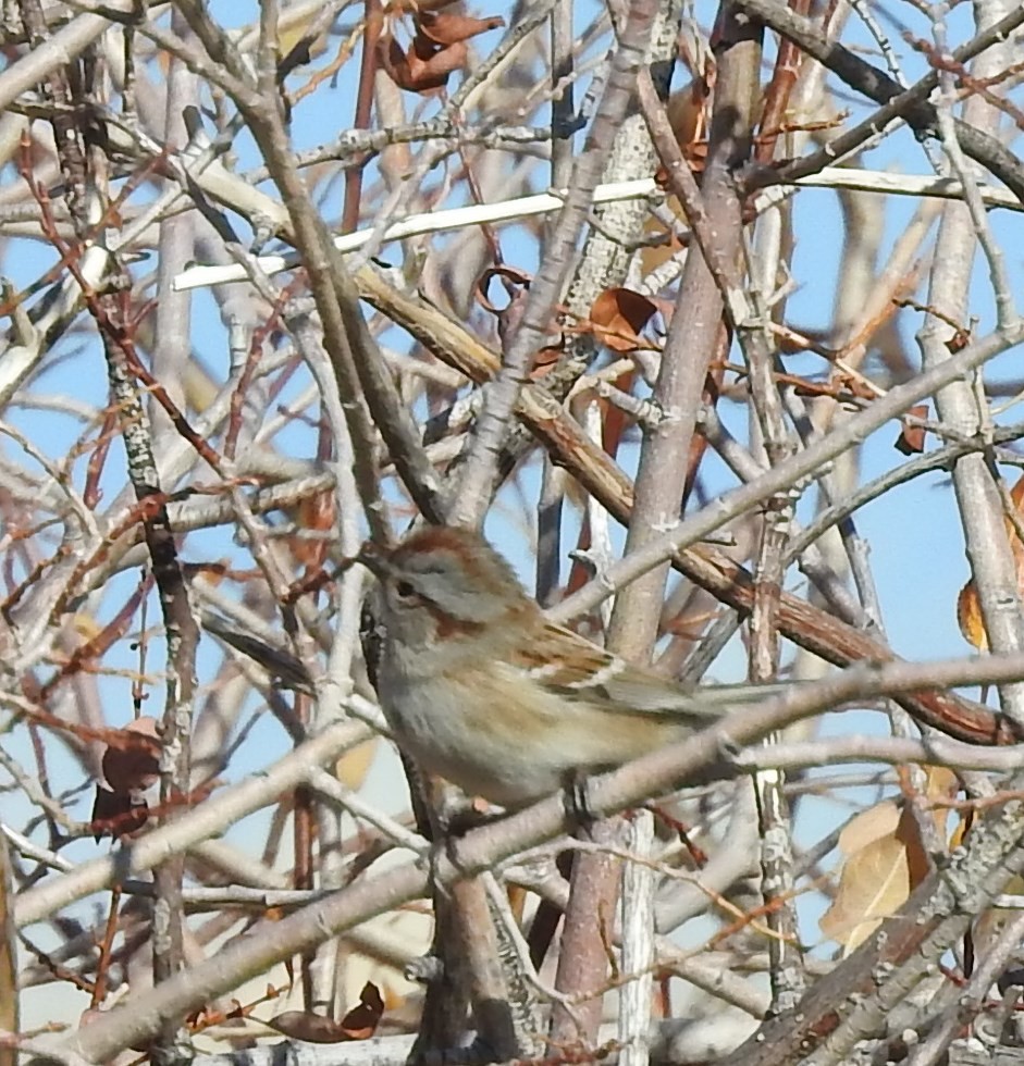 American Tree Sparrow - ML73007231