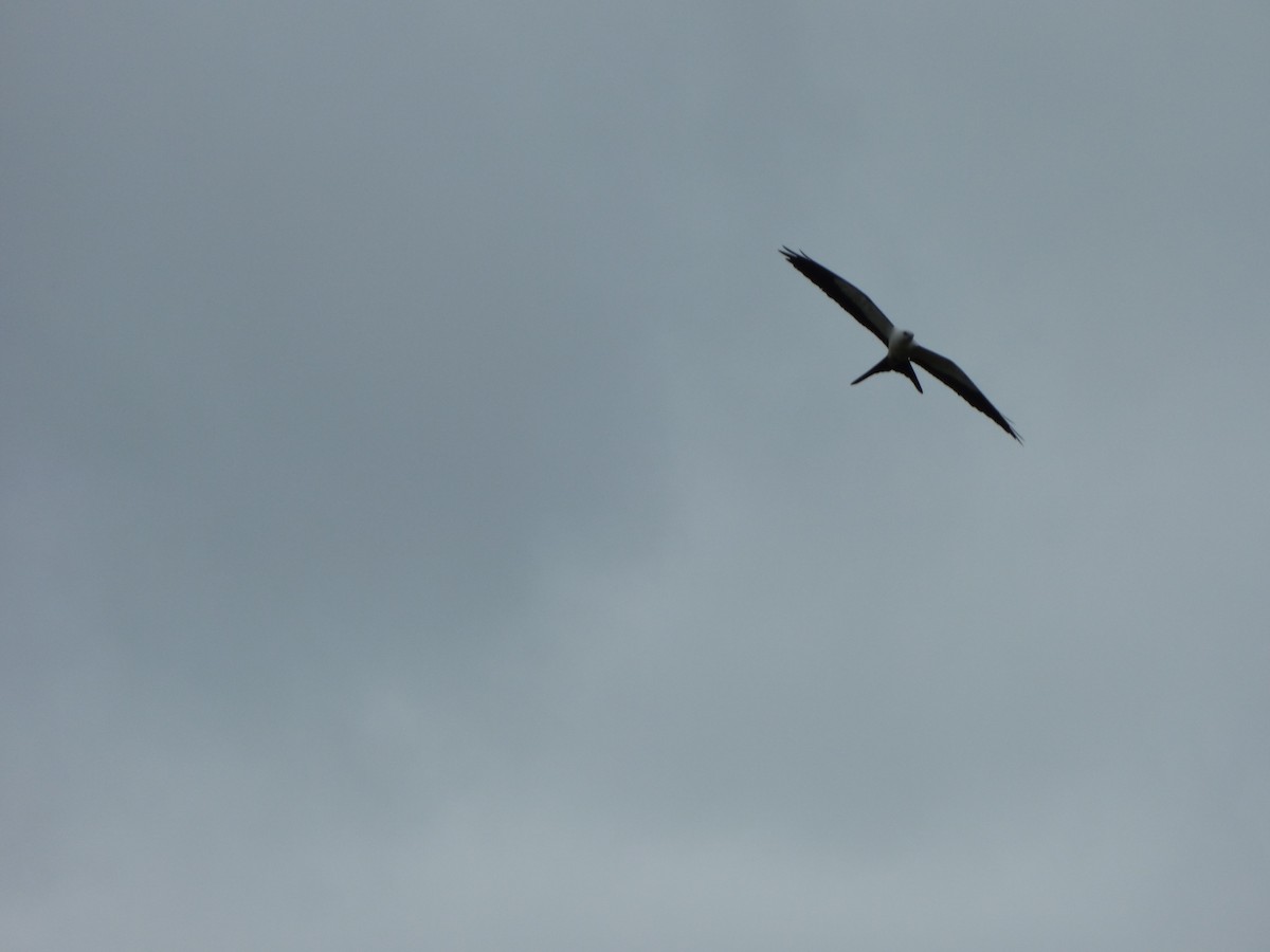 Swallow-tailed Kite - ML73010831