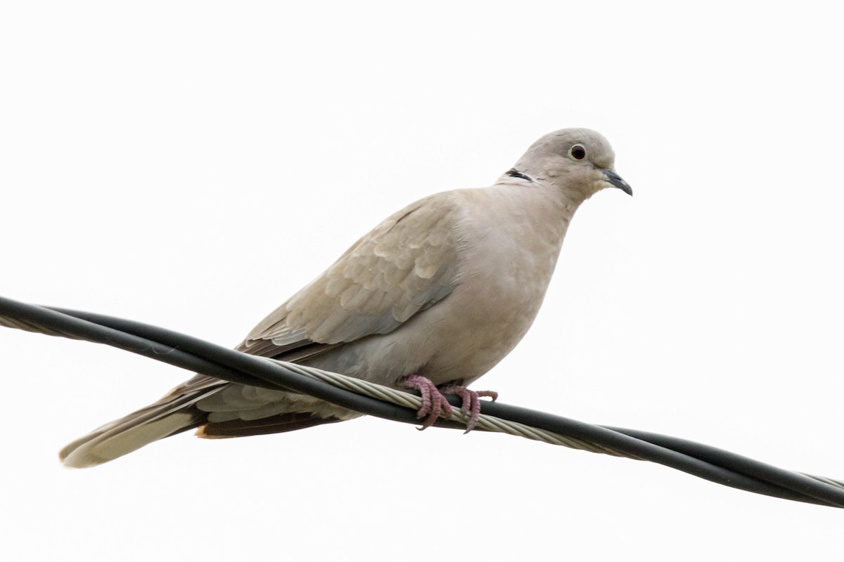 Eurasian Collared-Dove - ML73010901