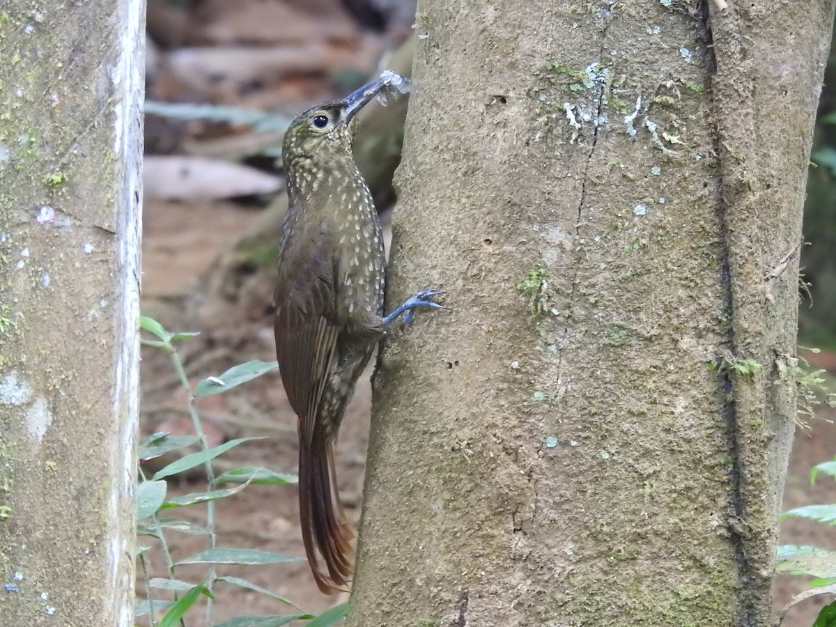 Spotted Woodcreeper - ML73011581