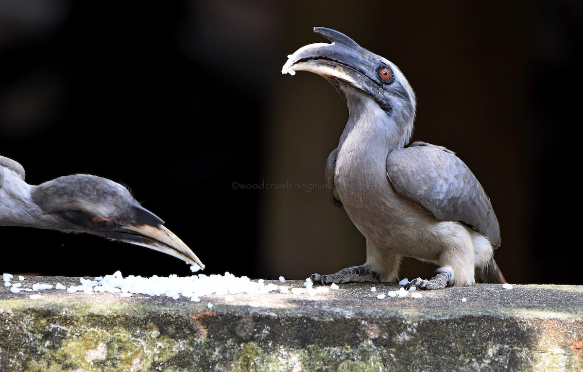 Indian Gray Hornbill - ML73011621