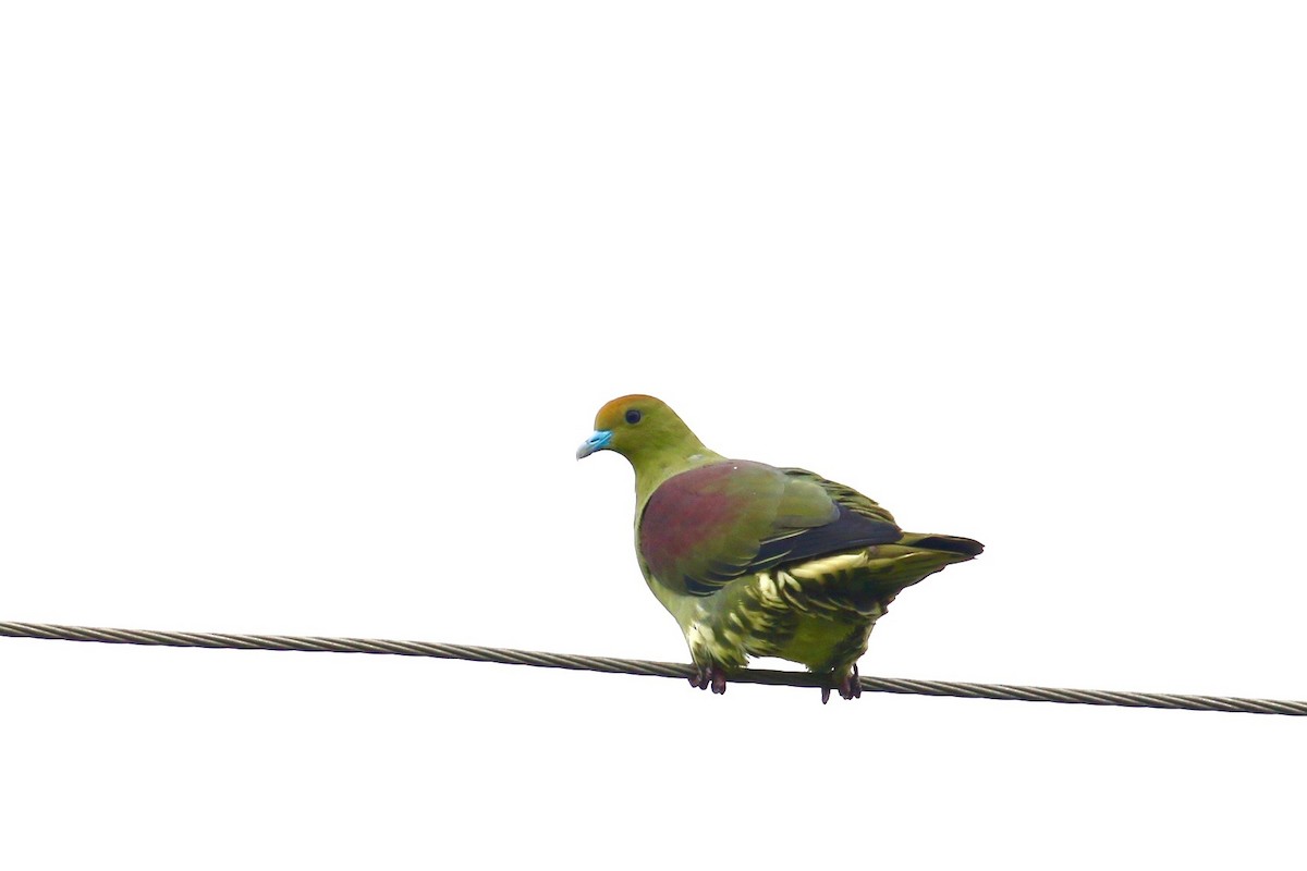 Whistling Green-Pigeon (Taiwan) - ML73013841