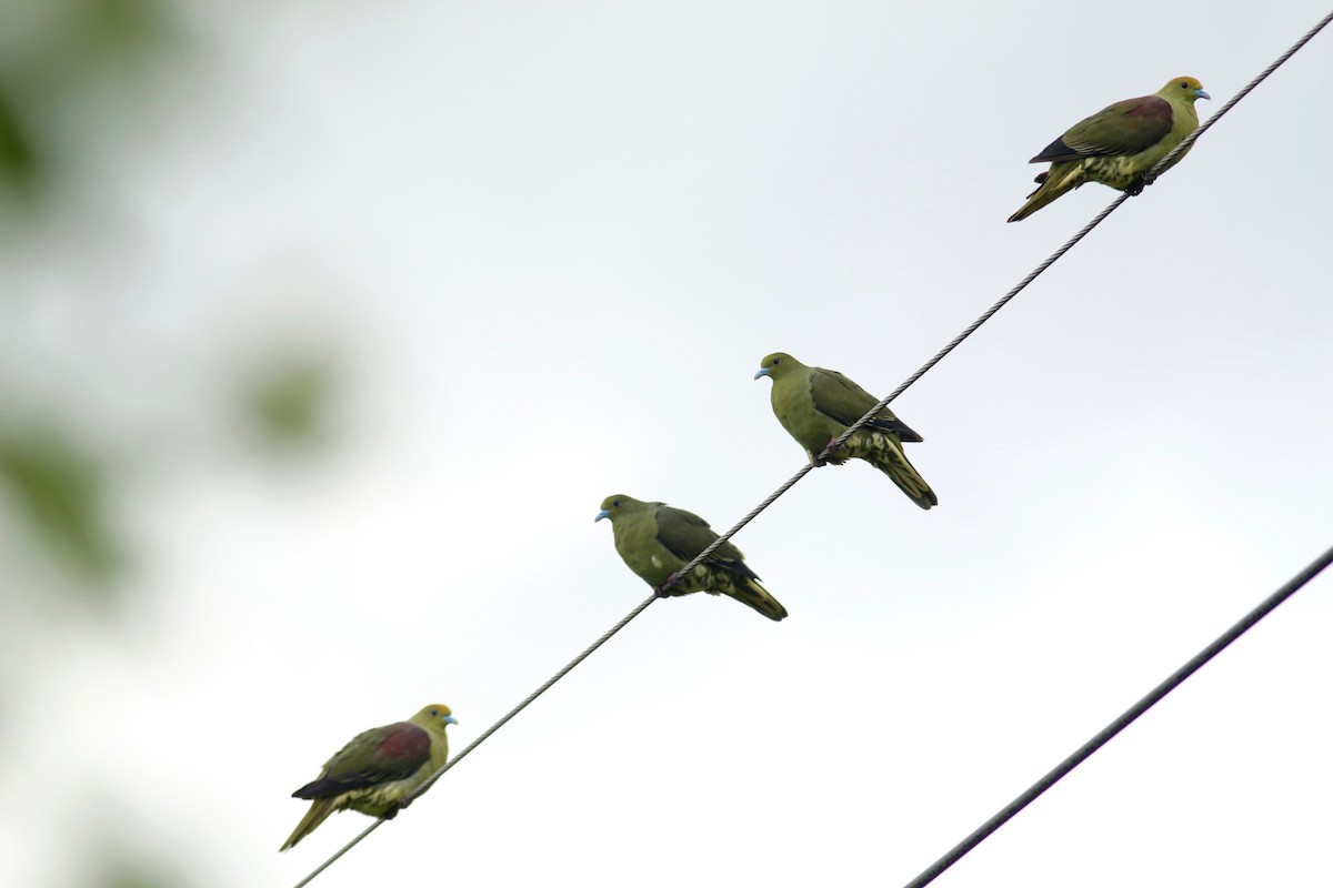 Whistling Green-Pigeon (Taiwan) - ML73013851