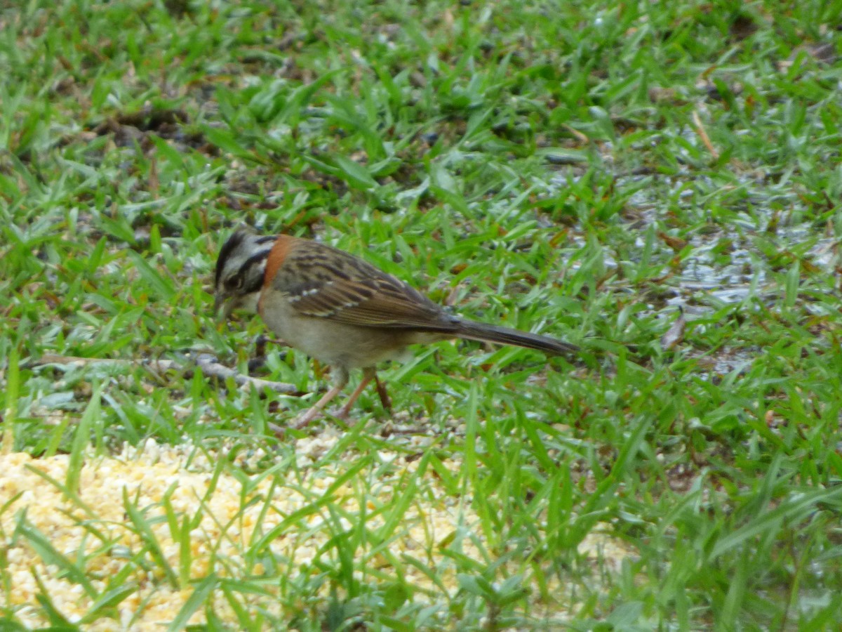 Rufous-collared Sparrow - ML73014571