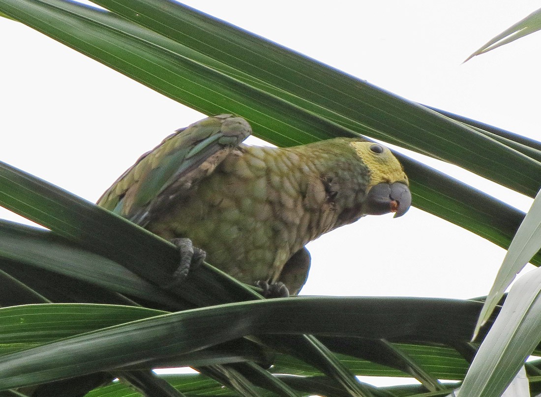 Chestnut-fronted Macaw - ML73015111