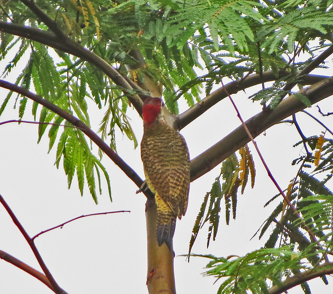 Spot-breasted Woodpecker - ML73015731