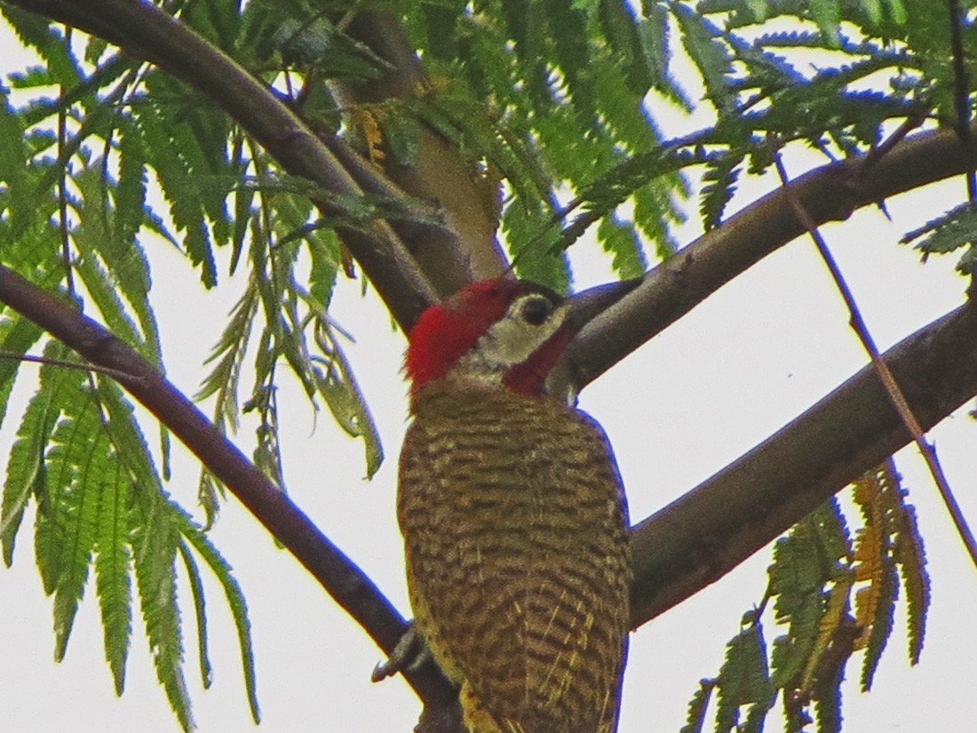 Spot-breasted Woodpecker - ML73015761