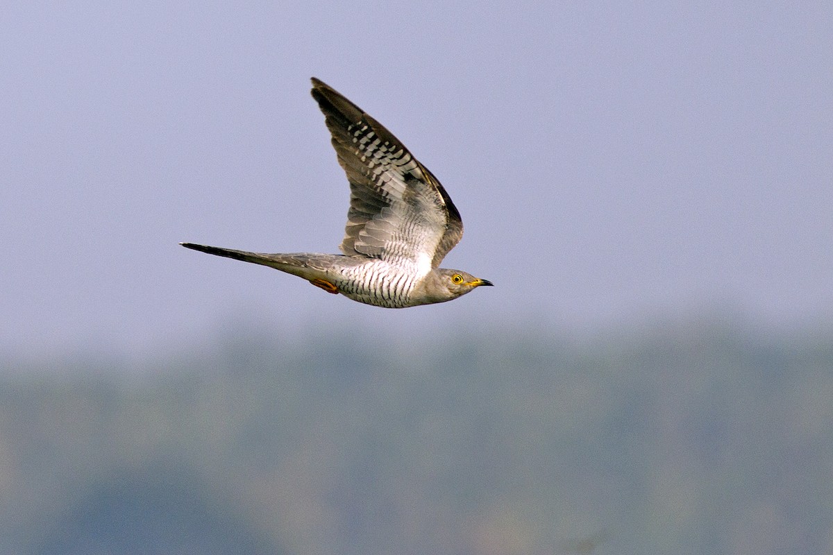 Common Cuckoo - Praveen es