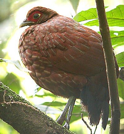 Salvadori's Pheasant (Salvadori's) - ML730182
