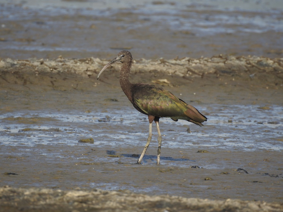 ibis hnědý - ML73018511