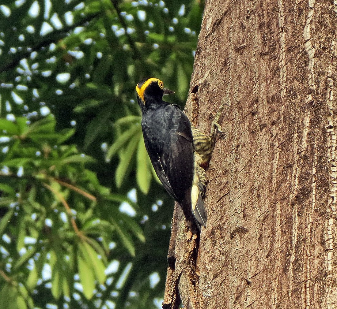 Yellow-tufted Woodpecker - ML73020831