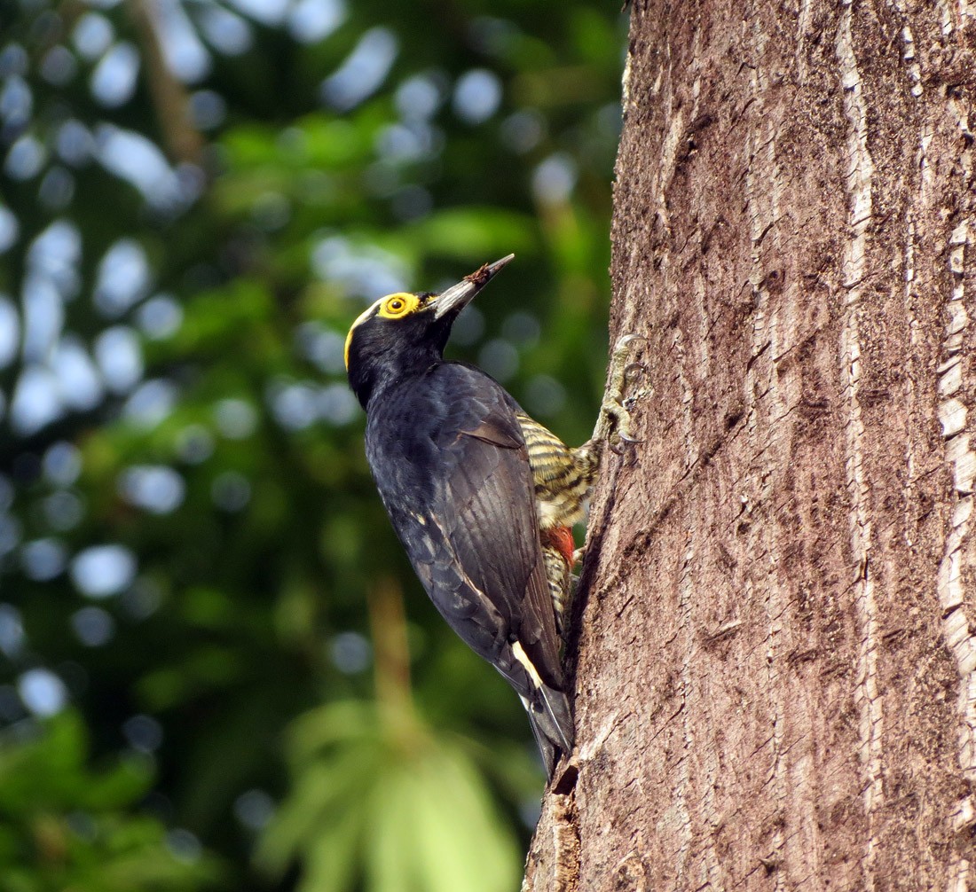 Yellow-tufted Woodpecker - Gregory Nielsen