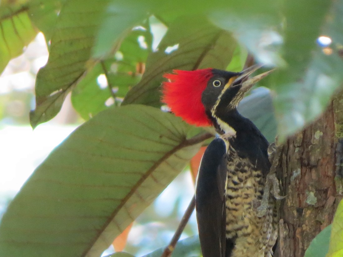 Lineated Woodpecker - Gregory Nielsen