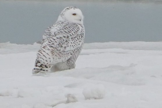 Snowy Owl - ML73022441
