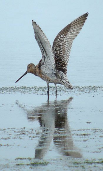 Asian Dowitcher - ML730246