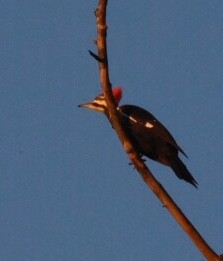 Pileated Woodpecker - ML73024841