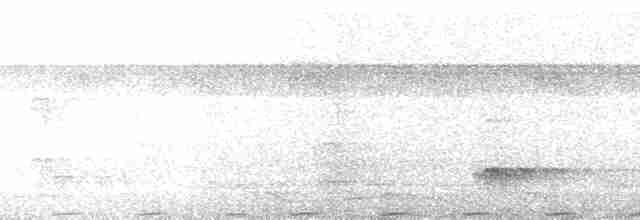 Boz Kanatlı Borazankuşu (crepitans) - ML73026