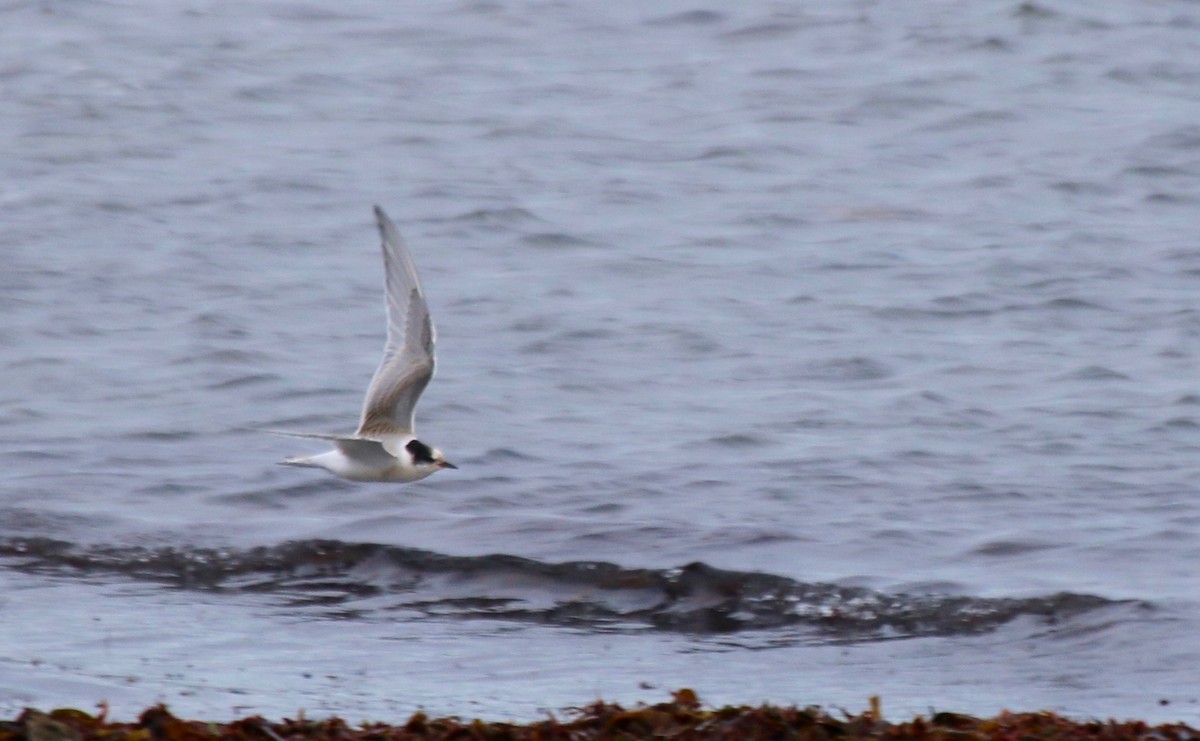 Arctic Tern - Richard Moores