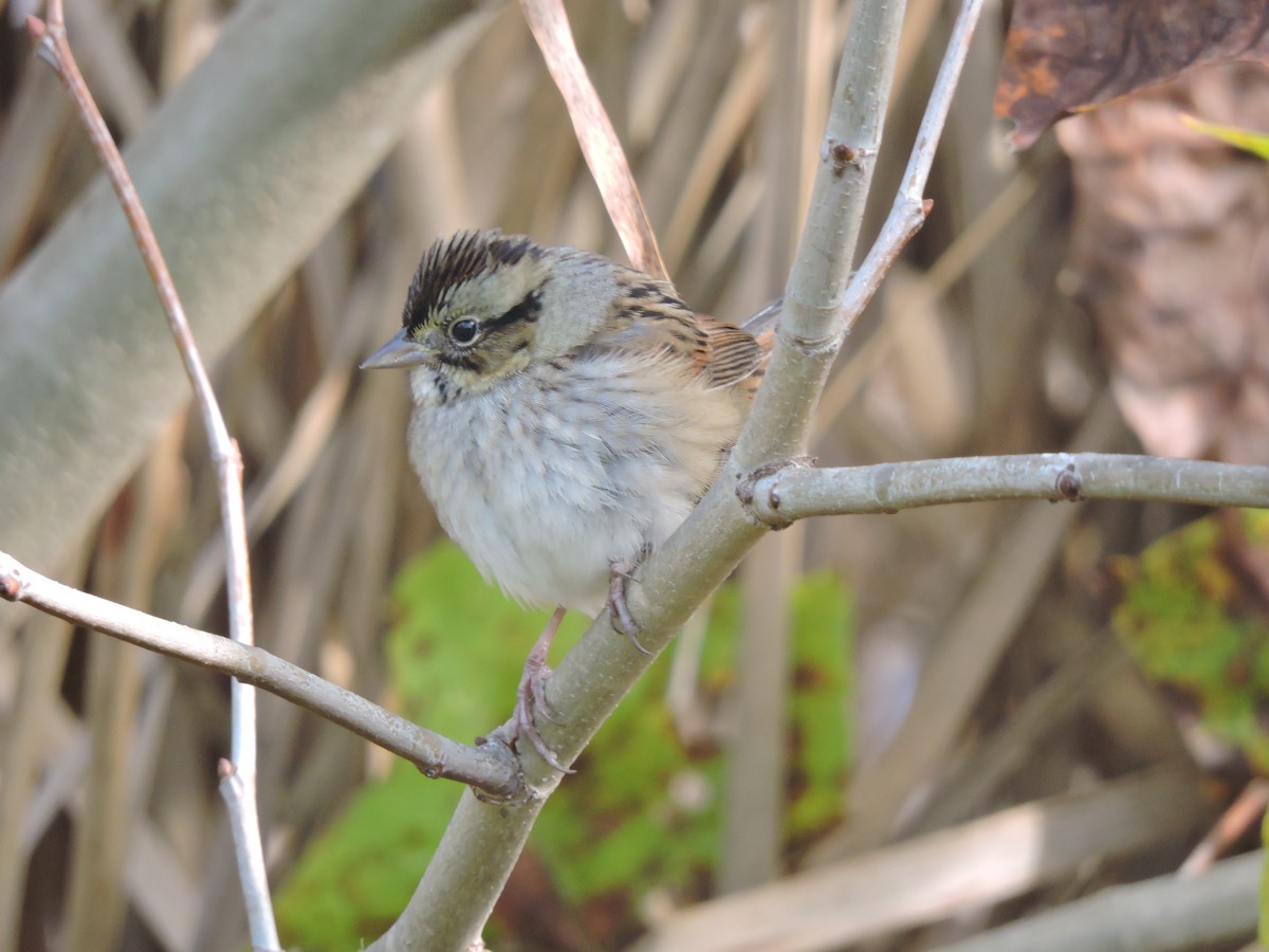 Swamp Sparrow - ML73027401