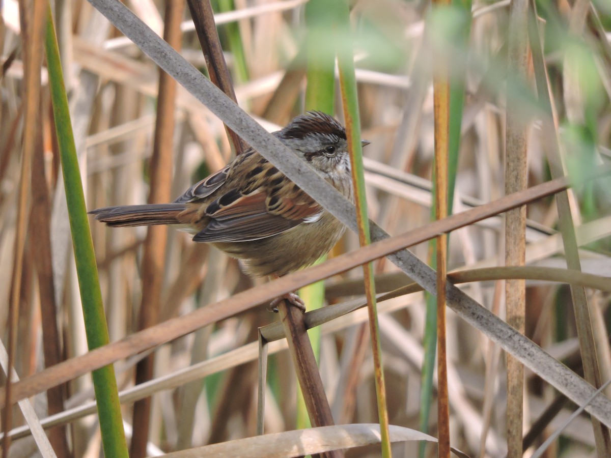 Swamp Sparrow - ML73027411