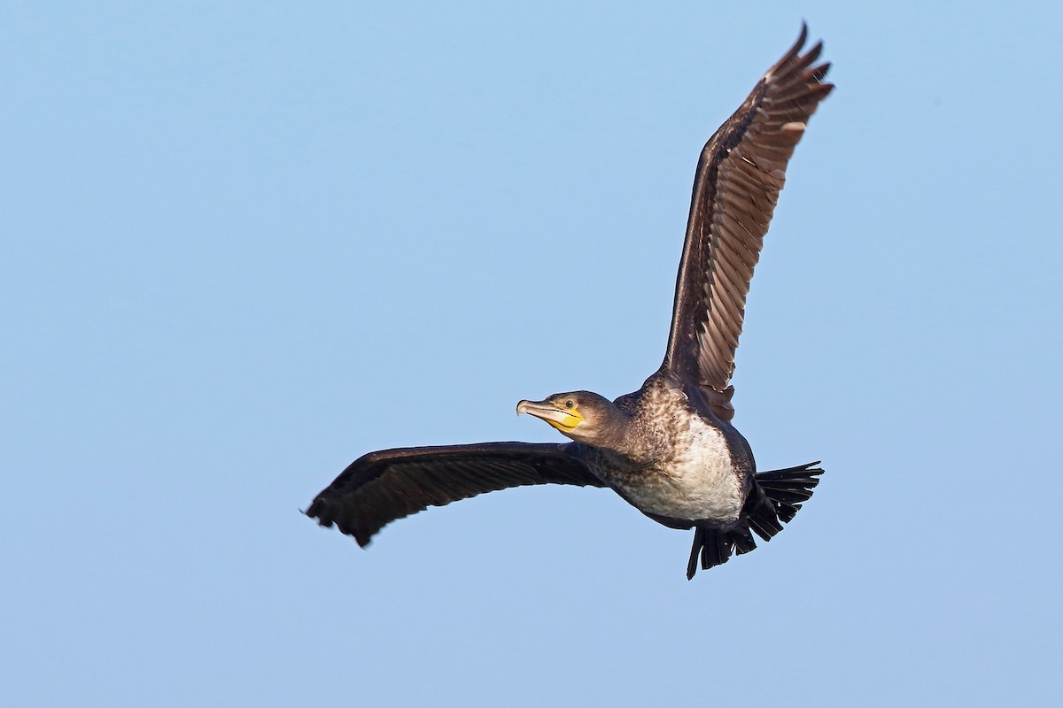 Great Cormorant (North Atlantic) - ML73029661