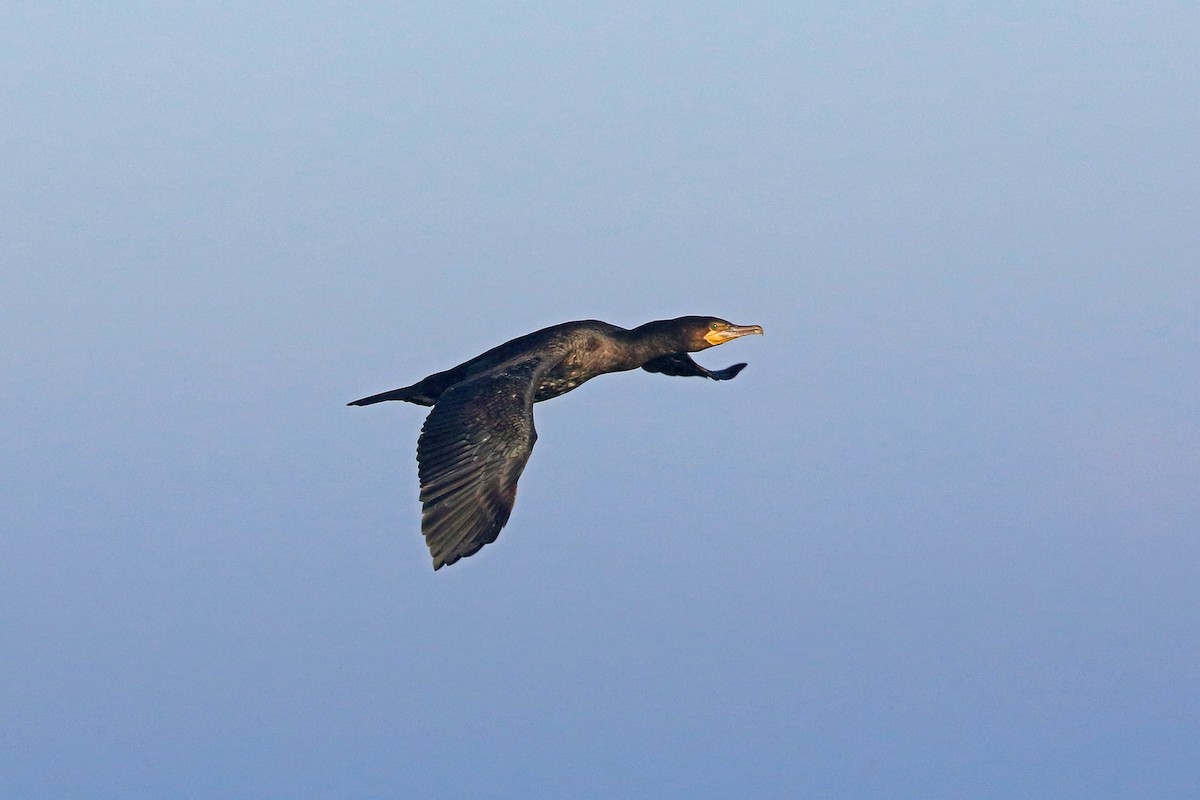 Great Cormorant (North Atlantic) - ML73029701