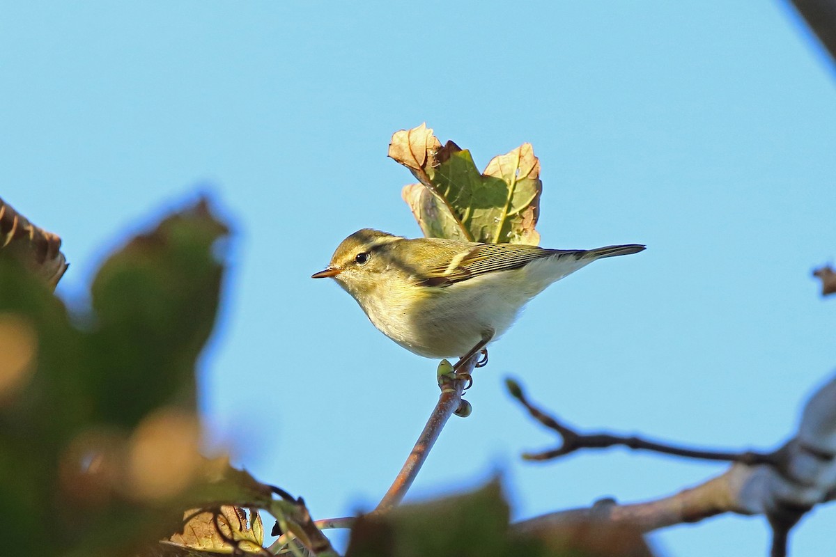 Yellow-browed Warbler - Nigel Voaden