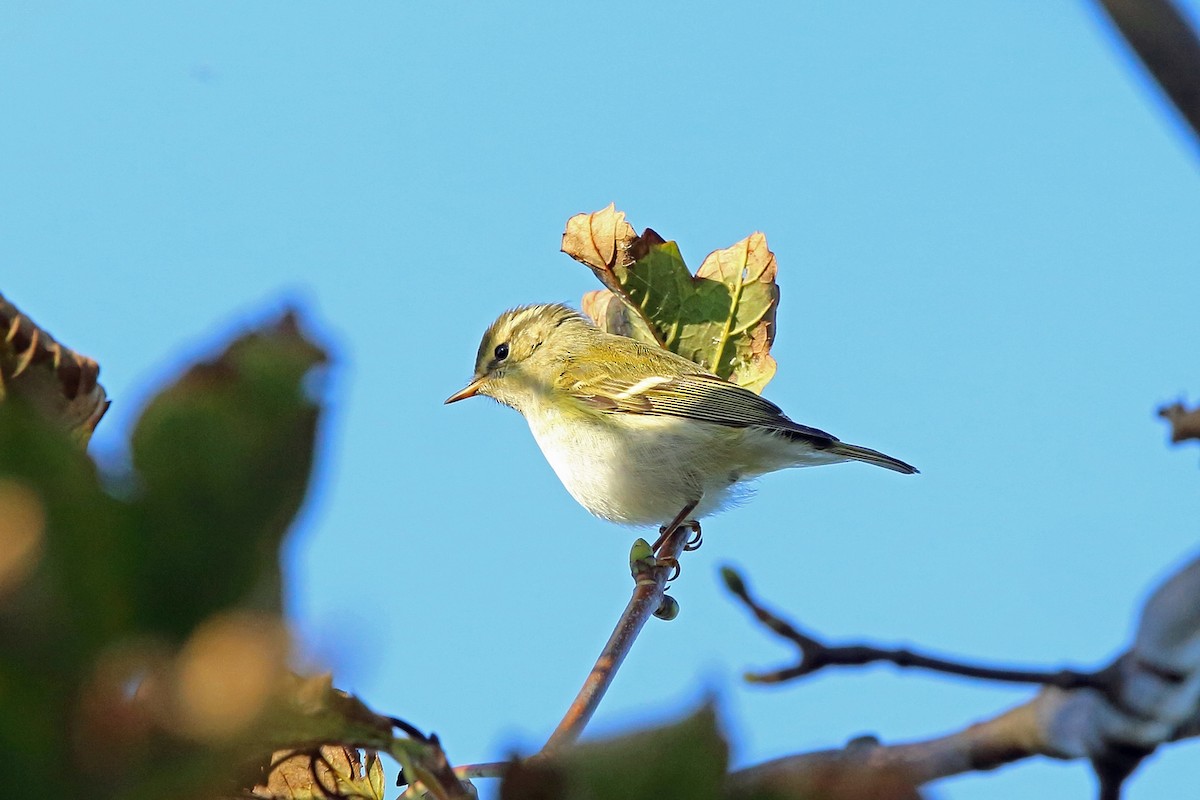 Yellow-browed Warbler - Nigel Voaden