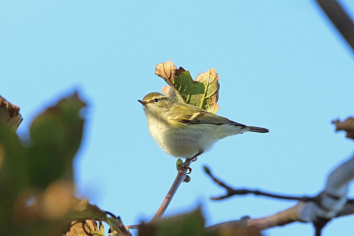 Yellow-browed Warbler - ML73030141