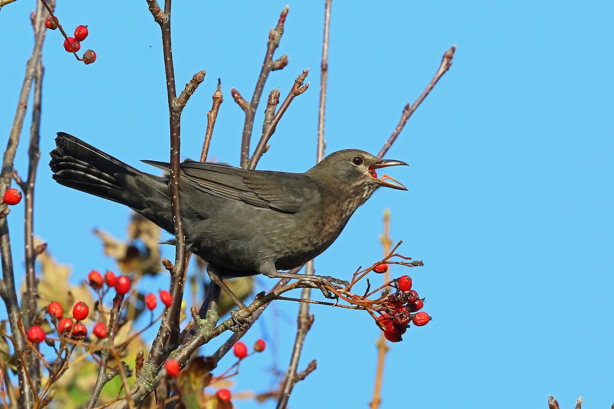 Eurasian Blackbird - Nigel Voaden
