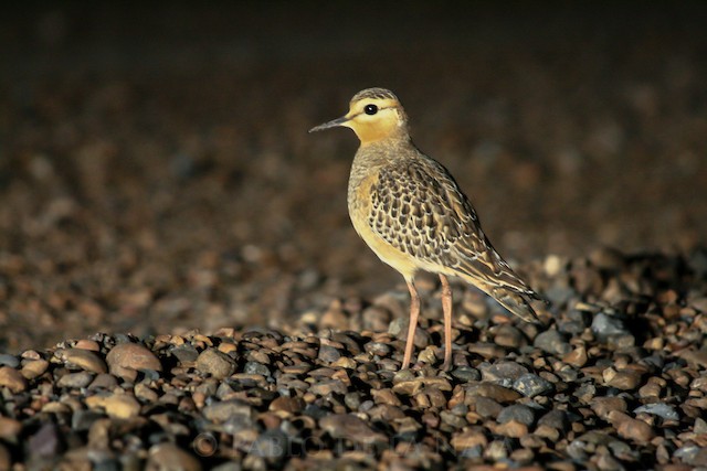 Juvenile Tawny-throated Dotterel (subspecies <em class="SciName notranslate">ruficollis</em>). - Tawny-throated Dotterel - 