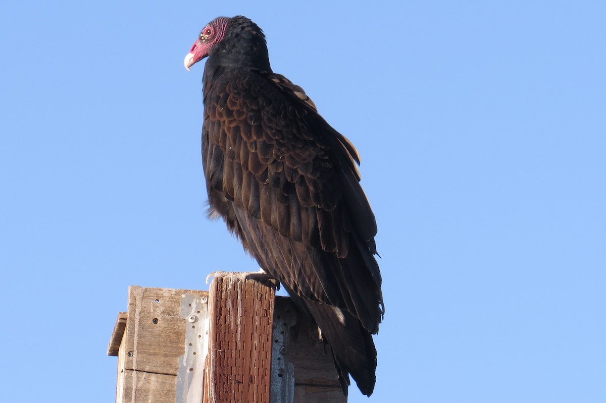 Turkey Vulture - Vincent Maglio