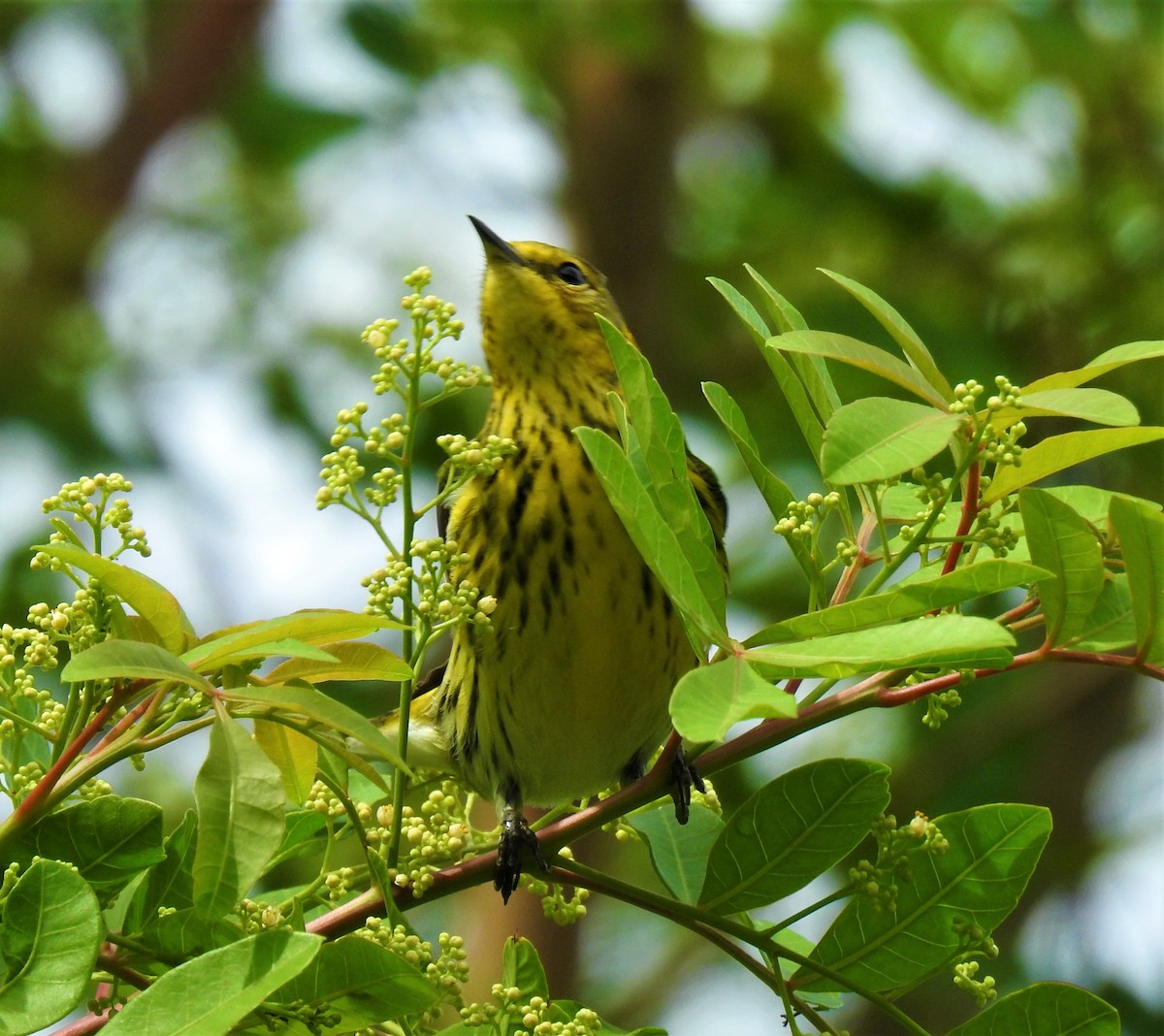 Cape May Warbler - ML73032571