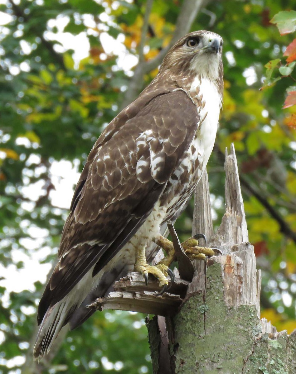 Red-tailed Hawk - Janis Stone