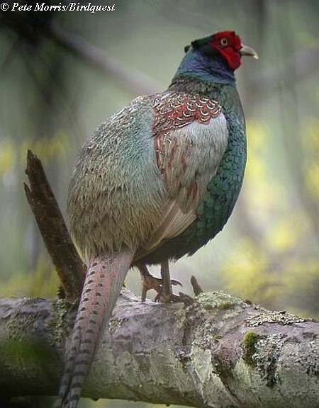 Green Pheasant - ML730337