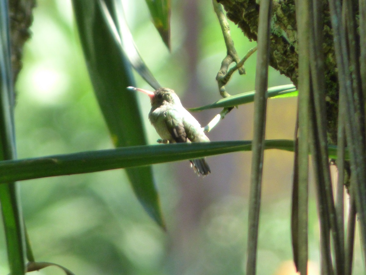 Gilded Hummingbird - Silvia Enggist