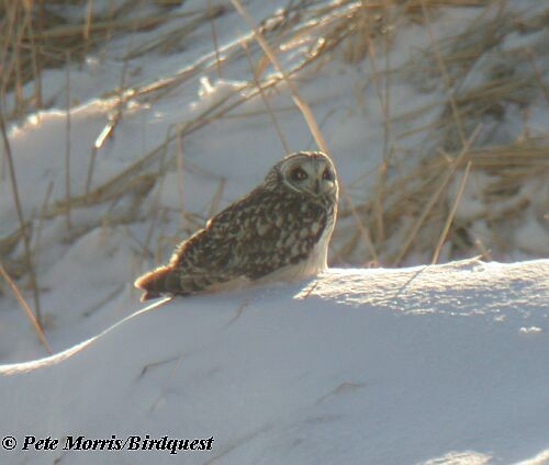 Short-eared Owl (Northern) - ML730345