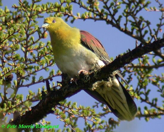 White-bellied Green-Pigeon - ML730355