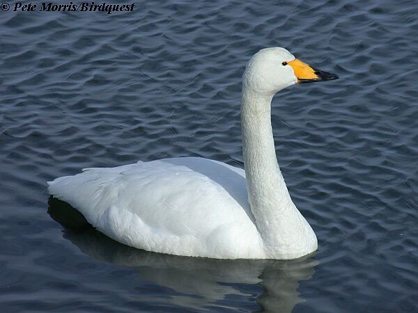 Whooper Swan - ML730358