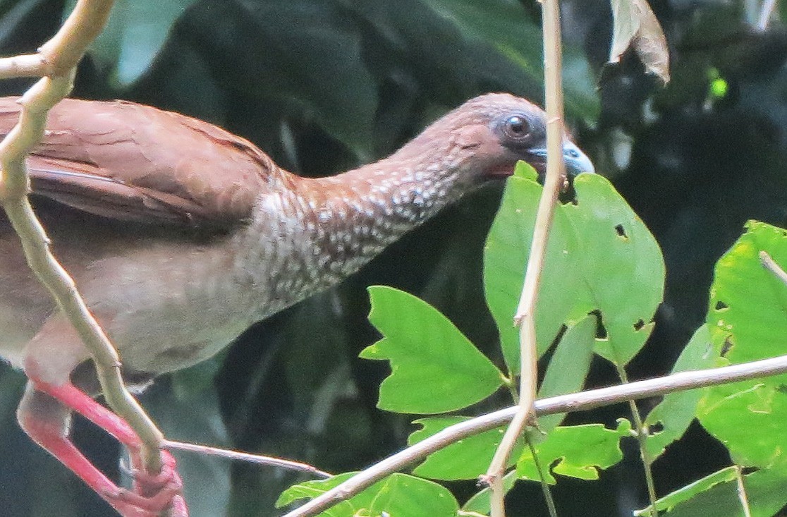 Speckled Chachalaca - Gregory Nielsen