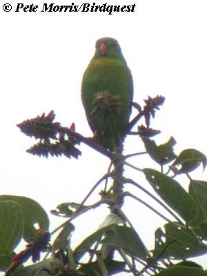 Yellow-throated Hanging-Parrot - ML730379