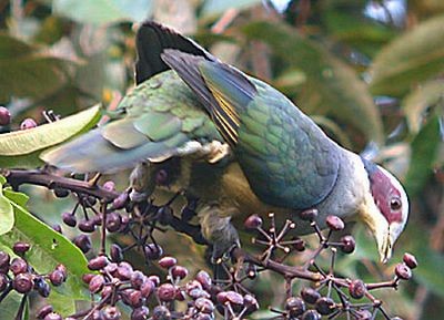 Red-eared Fruit-Dove (Red-eared) - Pete Morris