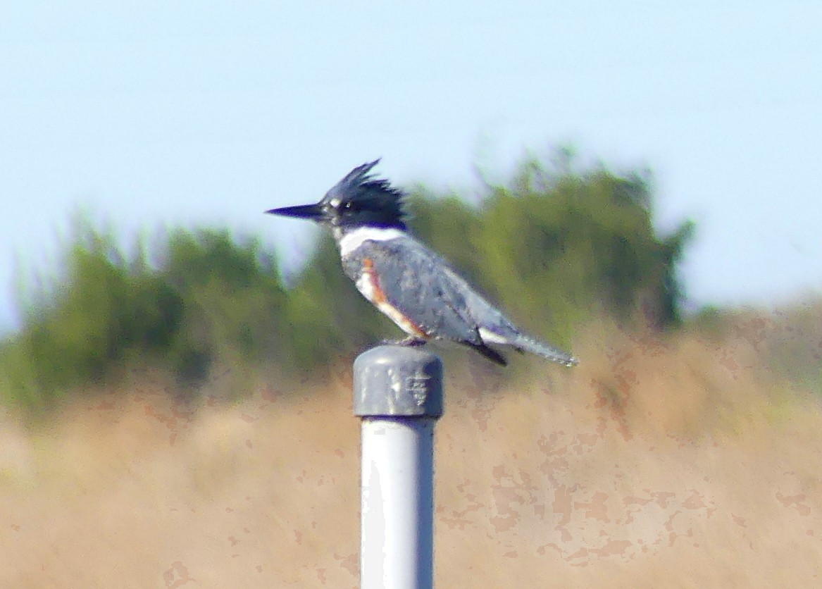 Belted Kingfisher - ML73041441