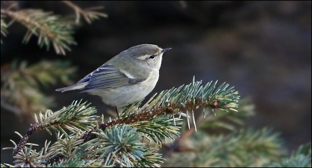 Hume's Warbler - ML73041541