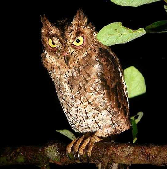 Moluccan Scops-Owl (Moluccan) - ML730438