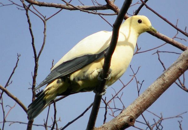 Pied Imperial-Pigeon - ML730439