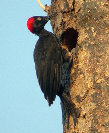 Andaman Woodpecker - ML730447