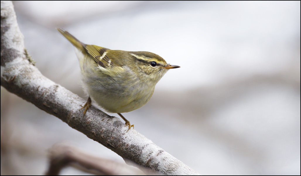Yellow-browed Warbler - ML73045081